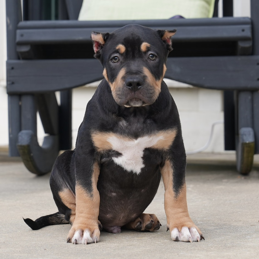 Available GHB XL Bully Puppies